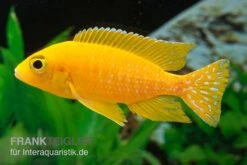 Aulonocara Spec. Safran, DNZ