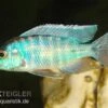 Türkisblauer Aulonocara, Aulonocara Spec. Turquoise, DNZ -Zoohandlung Aulonocara spec Turquoise