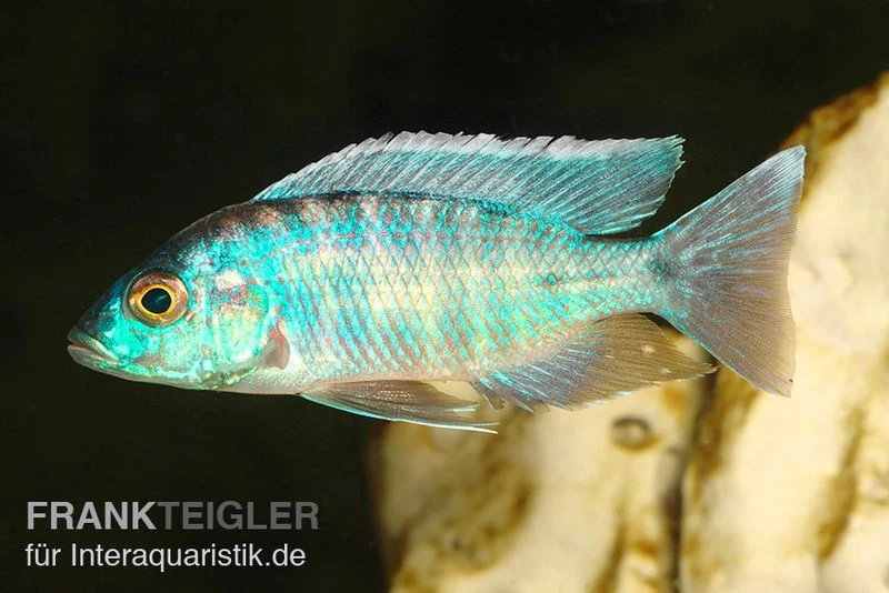 Türkisblauer Aulonocara, Aulonocara Spec. Turquoise, DNZ 3 Türkisblauer Aulonocara, Aulonocara Spec. Turquoise, DNZ