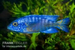 Aulonocara Stuartgranti "Chilumba", DNZ