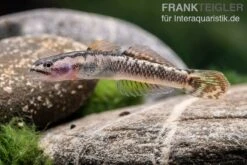 Aureofuscus-Grundel, Stiphodon Aureofuscus, 1 Paar 11 Aureofuscus-Grundel, Stiphodon Aureofuscus, 1 Paar -Zoohandlung Aureofuscus Grundel Stiphodon aureofuscus 3
