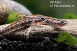 Aureofuscus-Grundel, Stiphodon Aureofuscus, 1 Paar 12 Aureofuscus-Grundel, Stiphodon Aureofuscus, 1 Paar -Zoohandlung Aureofuscus Grundel Stiphodon aureofuscus 4