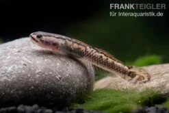 Aureofuscus-Grundel, Stiphodon Aureofuscus, 1 Paar 13 Aureofuscus-Grundel, Stiphodon Aureofuscus, 1 Paar -Zoohandlung Aureofuscus Grundel Stiphodon aureofuscus 5