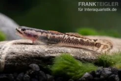 Aureofuscus-Grundel, Stiphodon Aureofuscus, 1 Paar 14 Aureofuscus-Grundel, Stiphodon Aureofuscus, 1 Paar -Zoohandlung Aureofuscus Grundel Stiphodon aureofuscus 6