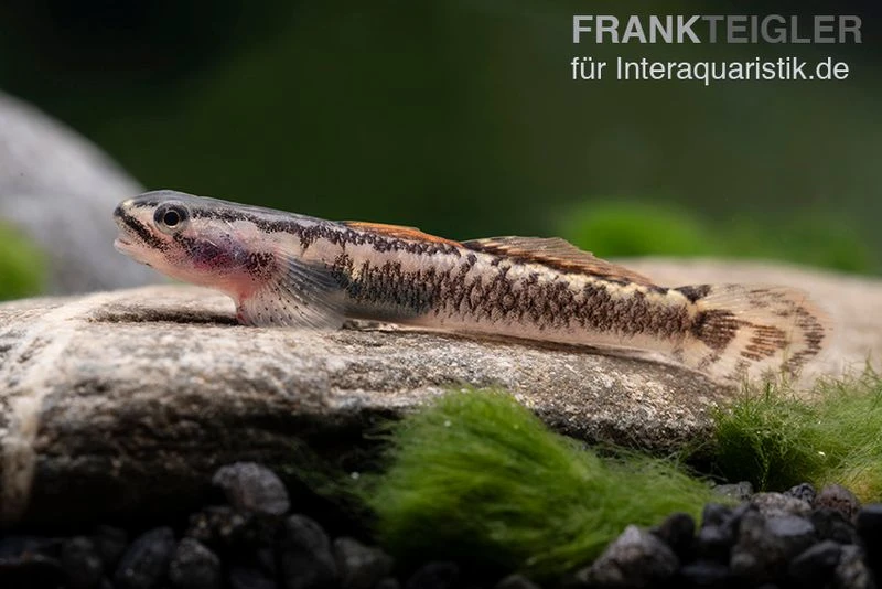 Aureofuscus-Grundel, Stiphodon Aureofuscus, 1 Paar 8 Aureofuscus-Grundel, Stiphodon Aureofuscus, 1 Paar – Bild 6