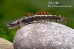 Aureofuscus-Grundel, Stiphodon Aureofuscus, 1 Paar 15 Aureofuscus-Grundel, Stiphodon Aureofuscus, 1 Paar -Zoohandlung Aureofuscus Grundel Stiphodon aureofuscus 7