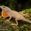 Bahama-Anolis, Anolis Sagrei -Zoohandlung Bahama Anolis Anolis sagrei 1