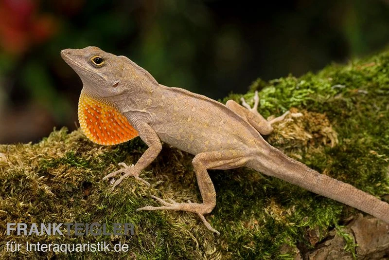 Bahama-Anolis, Anolis Sagrei 3 Bahama-Anolis, Anolis Sagrei