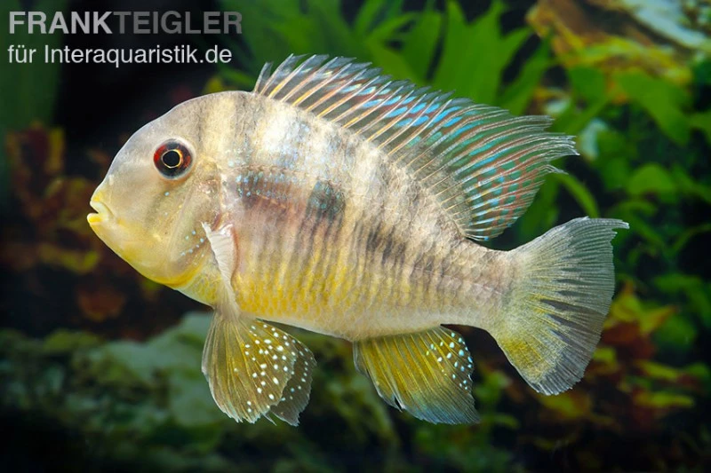 Ballonkopf Erdfresser, Gymnogeophagus Balzani 4 Ballonkopf Erdfresser, Gymnogeophagus Balzani – Bild 2