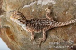 Bartagame, Pogona Vitticeps, Farbmix -Zoohandlung Bartagame Pogona vitticeps Dunner Red Bearded Dragon 5