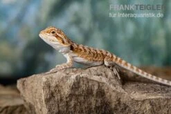 Bartagame, Pogona Vitticeps, Farbmix -Zoohandlung Bartagame Pogona vitticeps Red Bearded Dragon 11