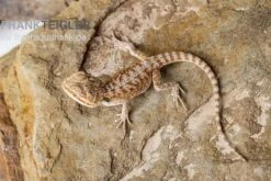 Bartagame, Pogona Vitticeps, Farbmix -Zoohandlung Bartagame Pogona vitticeps Red Bearded Dragon 3