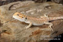 Bartagame, Pogona Vitticeps, Farbmix -Zoohandlung Bartagame Pogona vitticeps Red Hypo Striped 8