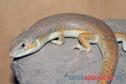 Berberskink, Eumeces Schneiderii -Zoohandlung Berberskink Eumeces schneiderii 1