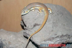 Berberskink, Eumeces Schneiderii -Zoohandlung Berberskink Eumeces schneiderii 2