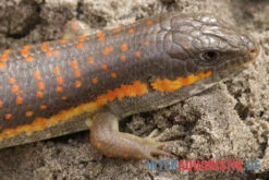 Berberskink, Eumeces Schneiderii -Zoohandlung Berberskink Eumeces schneiderii neu 3