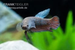 Smaragd-Kampffisch, Betta Smaragdina, Paarweise 7 Smaragd-Kampffisch, Betta Smaragdina, Paarweise -Zoohandlung Betta smaragdina 1