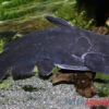 Black Catfish, Trachycorystes Trachycorystes