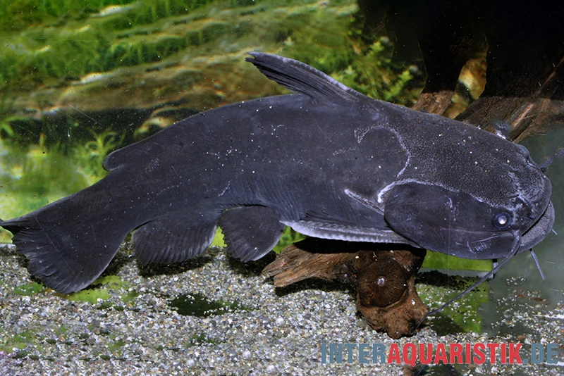 Black Catfish, Trachycorystes Trachycorystes 3 Black Catfish, Trachycorystes Trachycorystes