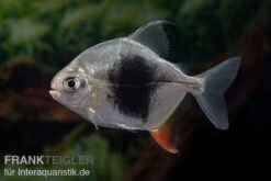 Blackberry Silver Dollar, Myleus Sp. Blackberry