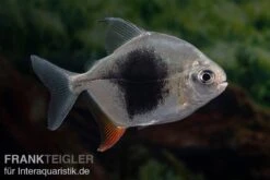 Blackberry Silver Dollar, Myleus Sp. Blackberry -Zoohandlung Blackberry Silver Dollar Myleus sp Blackberry 3