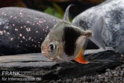 Blackberry Silver Dollar, Myleus Sp. Blackberry -Zoohandlung Blackberry Silver Dollar Myleus sp Blackberry 4