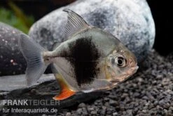 Blackberry Silver Dollar, Myleus Sp. Blackberry -Zoohandlung Blackberry Silver Dollar Myleus sp Blackberry 5