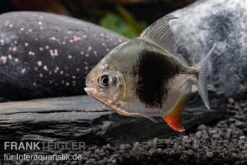 Blackberry Silver Dollar, Myleus Sp. Blackberry -Zoohandlung Blackberry Silver Dollar Myleus sp Blackberry 6