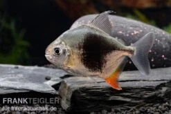 Blackberry Silver Dollar, Myleus Sp. Blackberry -Zoohandlung Blackberry Silver Dollar Myleus sp Blackberry 7