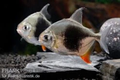 Blackberry Silver Dollar, Myleus Sp. Blackberry -Zoohandlung Blackberry Silver Dollar Myleus sp Blackberry 8