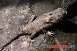 Blasse Wüstenagame, Trapelus Pallidus -Zoohandlung Blasse Wuestenagame Trapelus pallidus 3