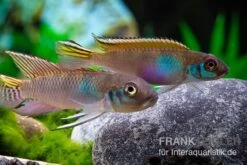 Blauer Kongocichlide, Nanochromis Parilus -Zoohandlung Blauer Kongocichlide Nanochromis parilus 1 Paar 2