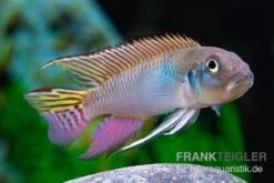 Blauer Kongocichlide, Nanochromis Parilus -Zoohandlung Blauer Kongocichlide Nanochromis parilus 1 Paar 4