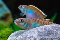 Blauer Kongocichlide, Nanochromis Parilus -Zoohandlung Blauer Kongocichlide Nanochromis parilus 1 Paar 5