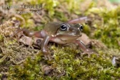 Blauer Korallenfinger-Laubfrosch, Litoria Caerulea -Zoohandlung Blauer Korallenfinger Laubfrosch Litoria caerulea 03