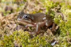 Blauer Korallenfinger-Laubfrosch, Litoria Caerulea -Zoohandlung Blauer Korallenfinger Laubfrosch Litoria caerulea 04