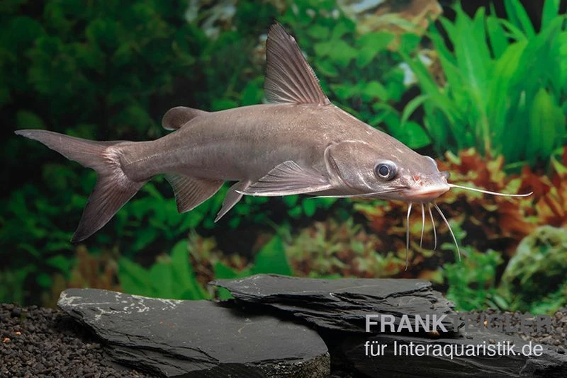 Blauer Minihai, Arius Graeffei 3 Blauer Minihai, Arius Graeffei