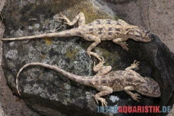 Blaukehl-Agame, Trapelus Savignii -Zoohandlung Blaukehl Agame Trapelus savignii 3