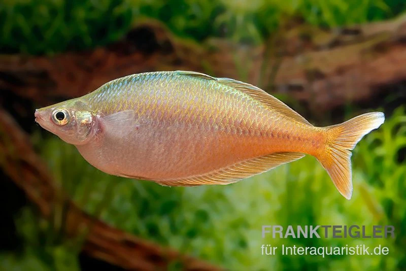Blehers-Regenbogenfisch, Chilatherina Bleheri, 5 Tiere 4 Blehers-Regenbogenfisch, Chilatherina Bleheri, 5 Tiere – Bild 2