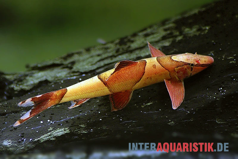 Borneo Sattelfleck-Prachtflossensauger, Homaloptera Orthogoniata 4 Borneo Sattelfleck-Prachtflossensauger, Homaloptera Orthogoniata – Bild 2