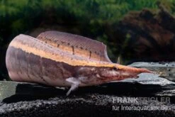 Borneo-Stachelaal, Macrognathus Cf. Tapirus -Zoohandlung Borneo Stacheaal Macrognathus cf tapirus 14