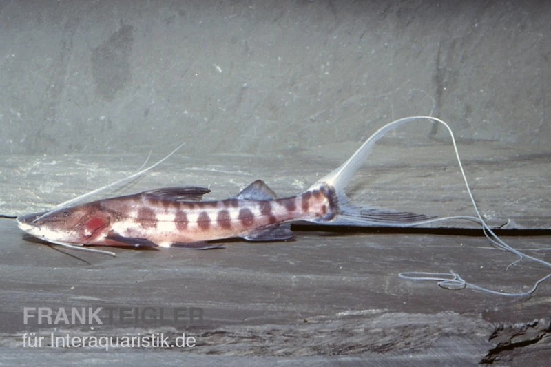 Goldbinden-Zebraantennenwels, Brachyplatystoma Juruense 3 Goldbinden-Zebraantennenwels, Brachyplatystoma Juruense