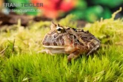 Brasilianischer Schmuckhornfrosch, Ceratophrys Aurita -Zoohandlung Brasilianischer Schmuckhornfrosch Ceratophrys aurita 1