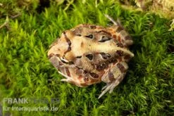 Brasilianischer Schmuckhornfrosch, Ceratophrys Aurita -Zoohandlung Brasilianischer Schmuckhornfrosch Ceratophrys aurita 2
