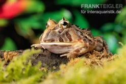 Brasilianischer Schmuckhornfrosch, Ceratophrys Aurita -Zoohandlung Brasilianischer Schmuckhornfrosch Ceratophrys aurita 3