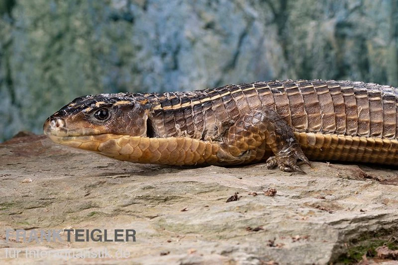 Braune Schildechse, Gerrhosaurus Major 5 Braune Schildechse, Gerrhosaurus Major – Bild 3