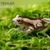 Brauner Bananenfrosch, Afrixalus Dorsalis -Zoohandlung Brauner Bananenfrosch Afrixalus dorsalis 1
