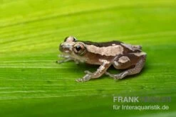Brauner Bananenfrosch, Afrixalus Dorsalis -Zoohandlung Brauner Bananenfrosch Afrixalus dorsalis 4