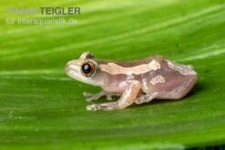 Brauner Bananenfrosch, Afrixalus Dorsalis -Zoohandlung Brauner Bananenfrosch Afrixalus dorsalis 5