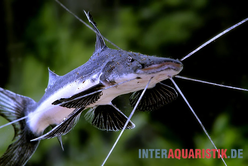 Breitflossen Spatelwels, Goslinea Platynema 3 Breitflossen Spatelwels, Goslinea Platynema